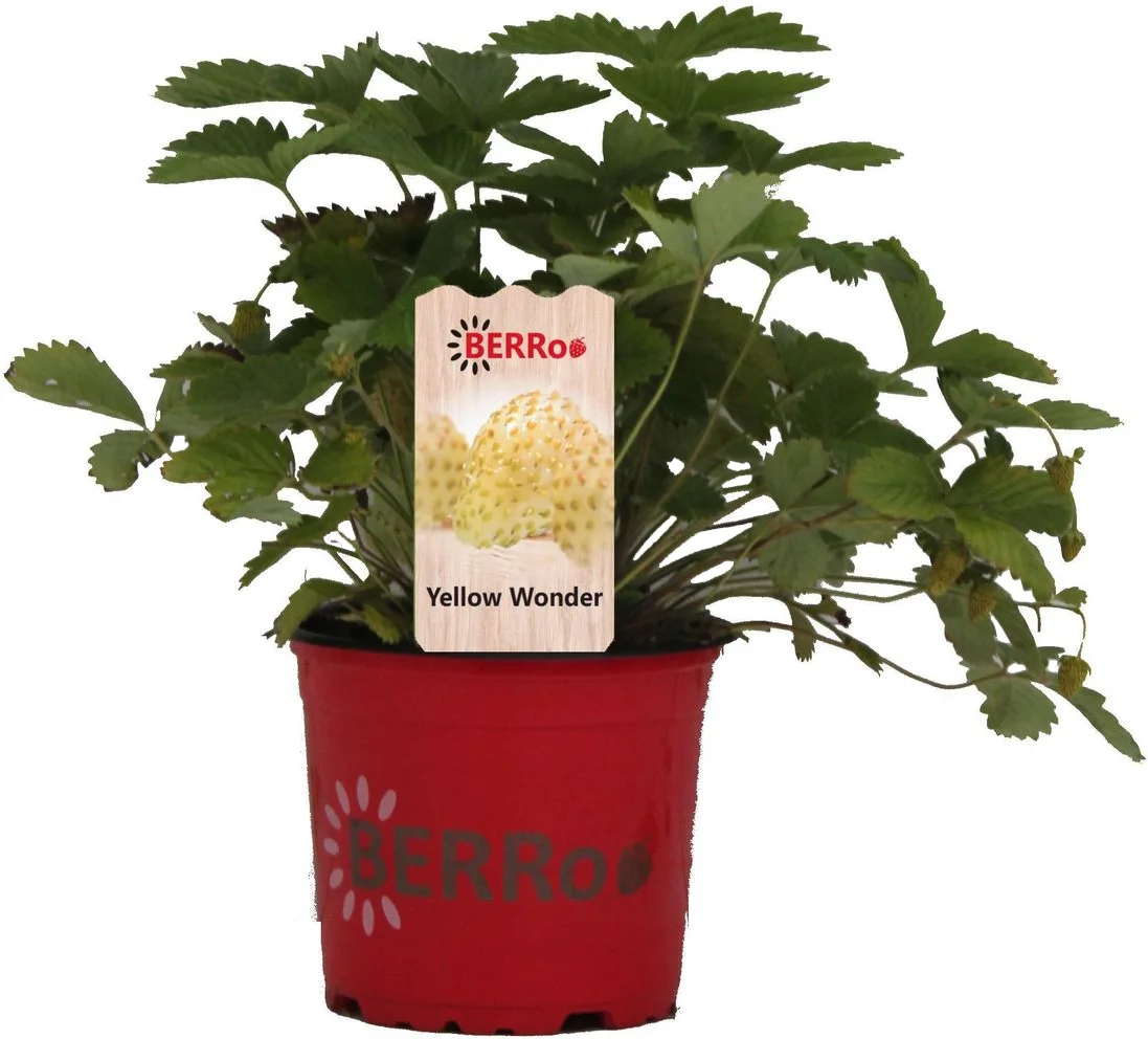Bosaardbei (Fragaria vesca 'Yellow Wonder') D 12 H 25 cm
