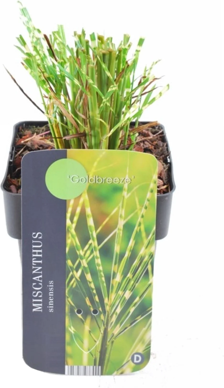Chinees riet (Miscanthus sinensis 'Goldbreeze') D 17 H 10 cm