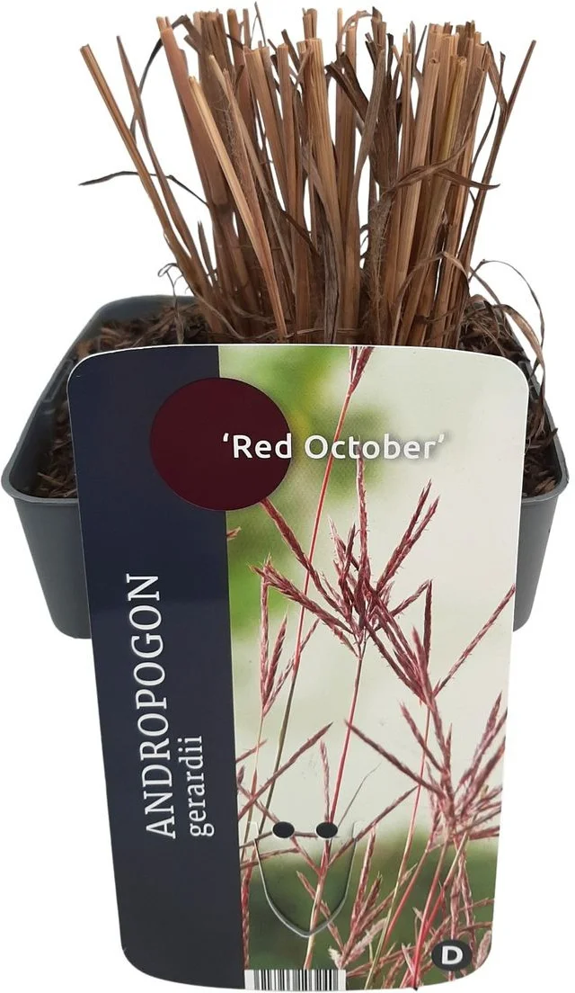 Baardgras (Andropogon gerardii 'Red October') D 17 H 10 cm