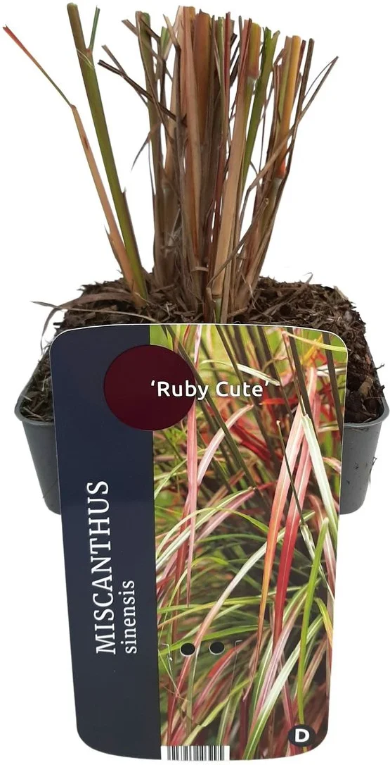 Chinees riet (Miscanthus sinensis 'Ruby Cute') D 17 H 10 cm