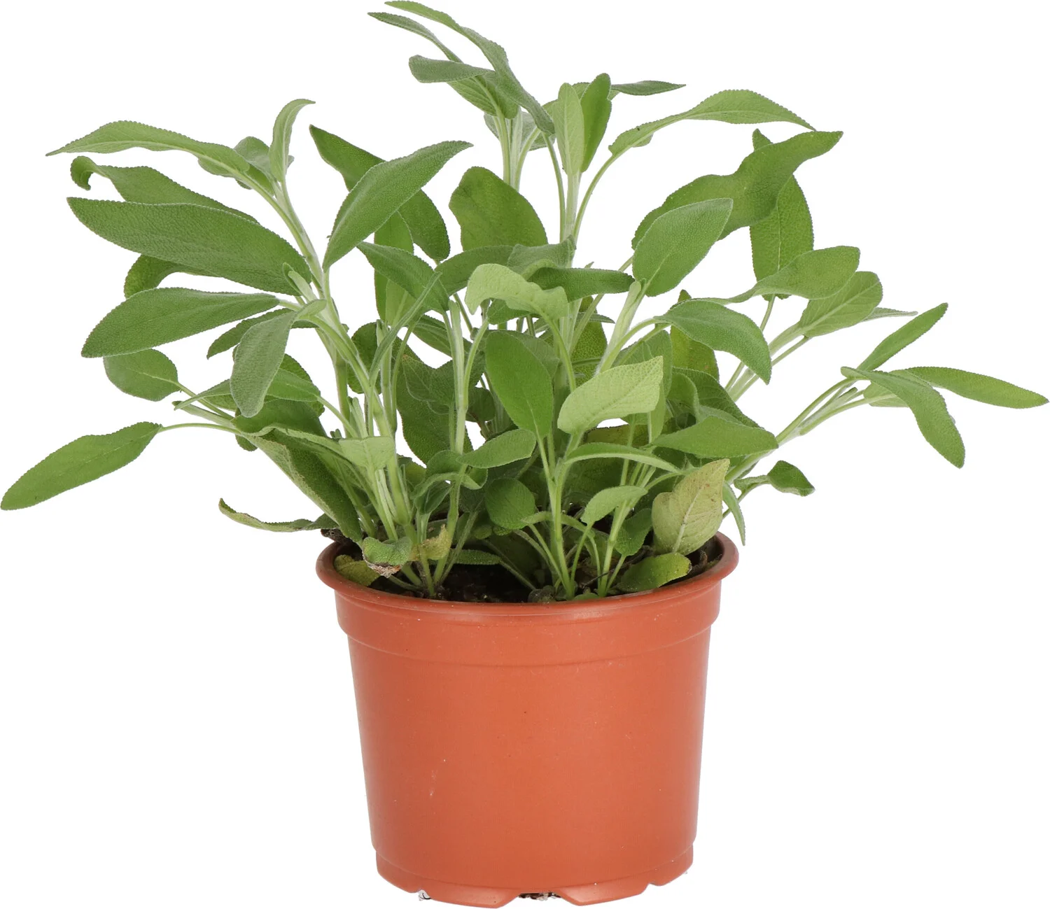 Biologische Salie (Salvia officinalis) D 12 H 10 cm