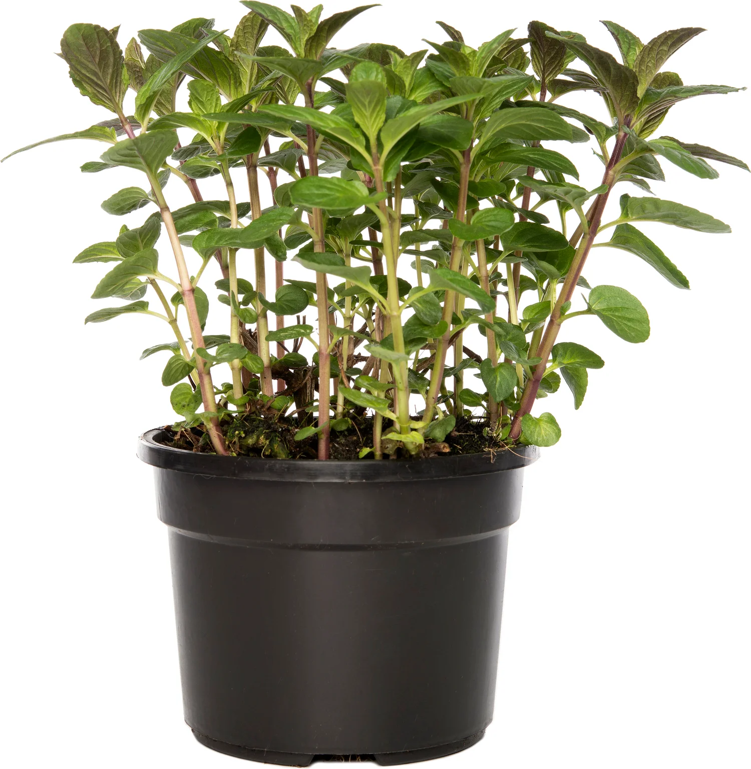 Biologische Mentha (Mentha) D 12 H 10 cm