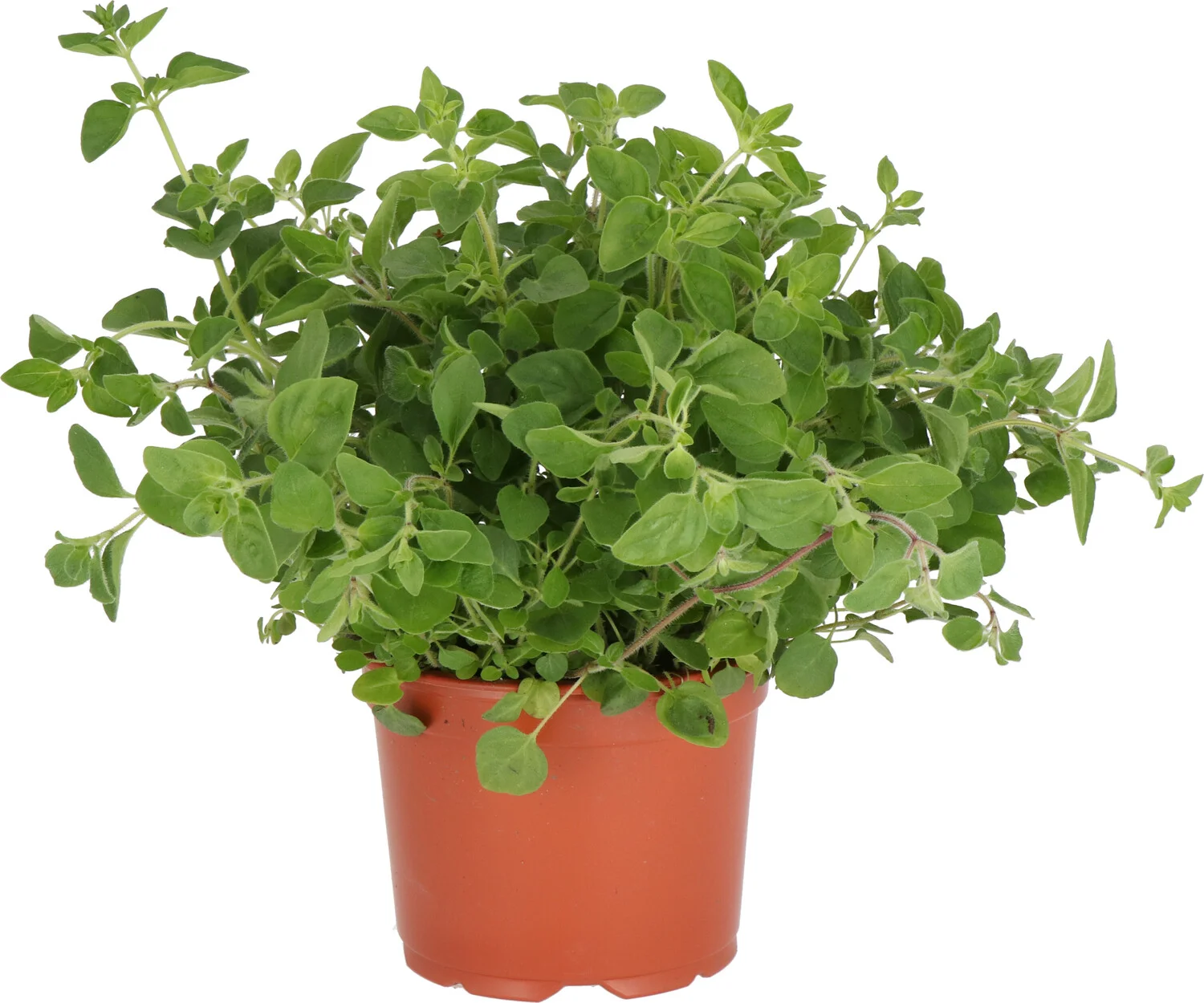 Biologische Oregano (Origanum vulgare) D 12 H 10 cm