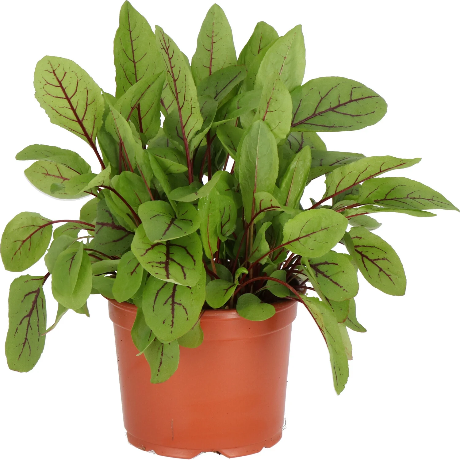 Biologische Rode Zuring (Rumex) D 12 H 10 cm