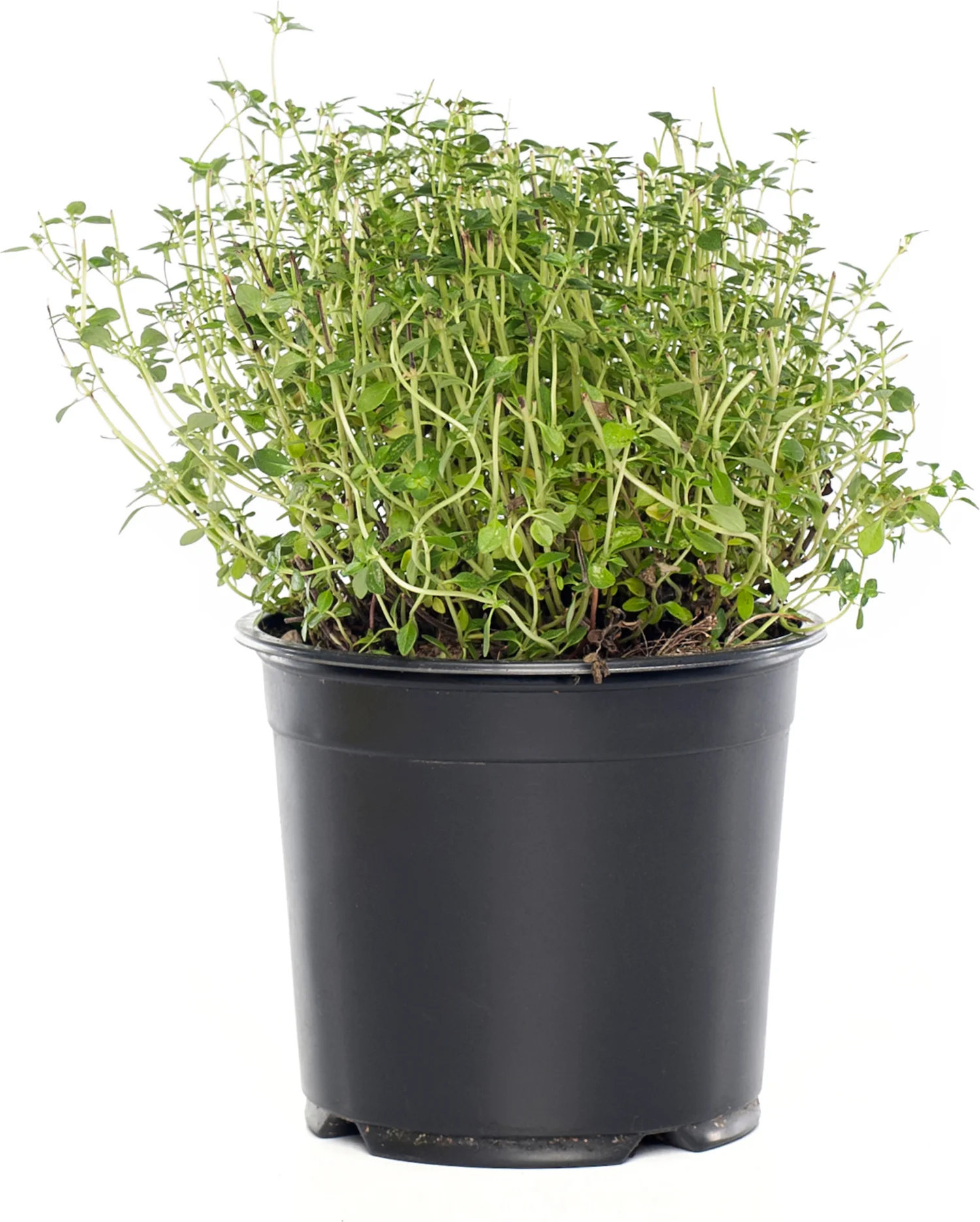 Biologische Citroentijm (Thymus citriodorus) D 12 H 10 cm