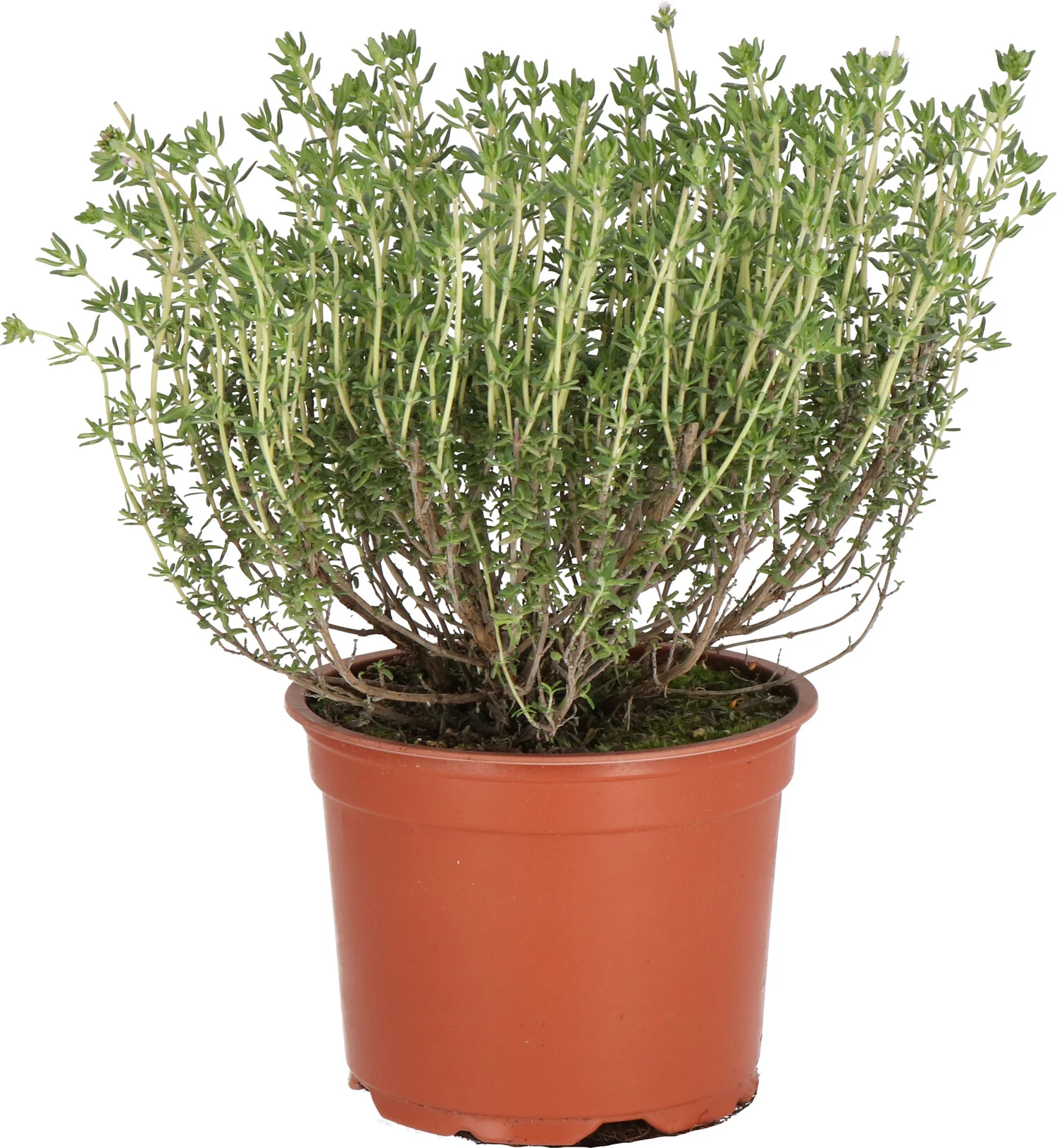Biologische Tijm (Thymus vulgaris) D 12 H 15 cm