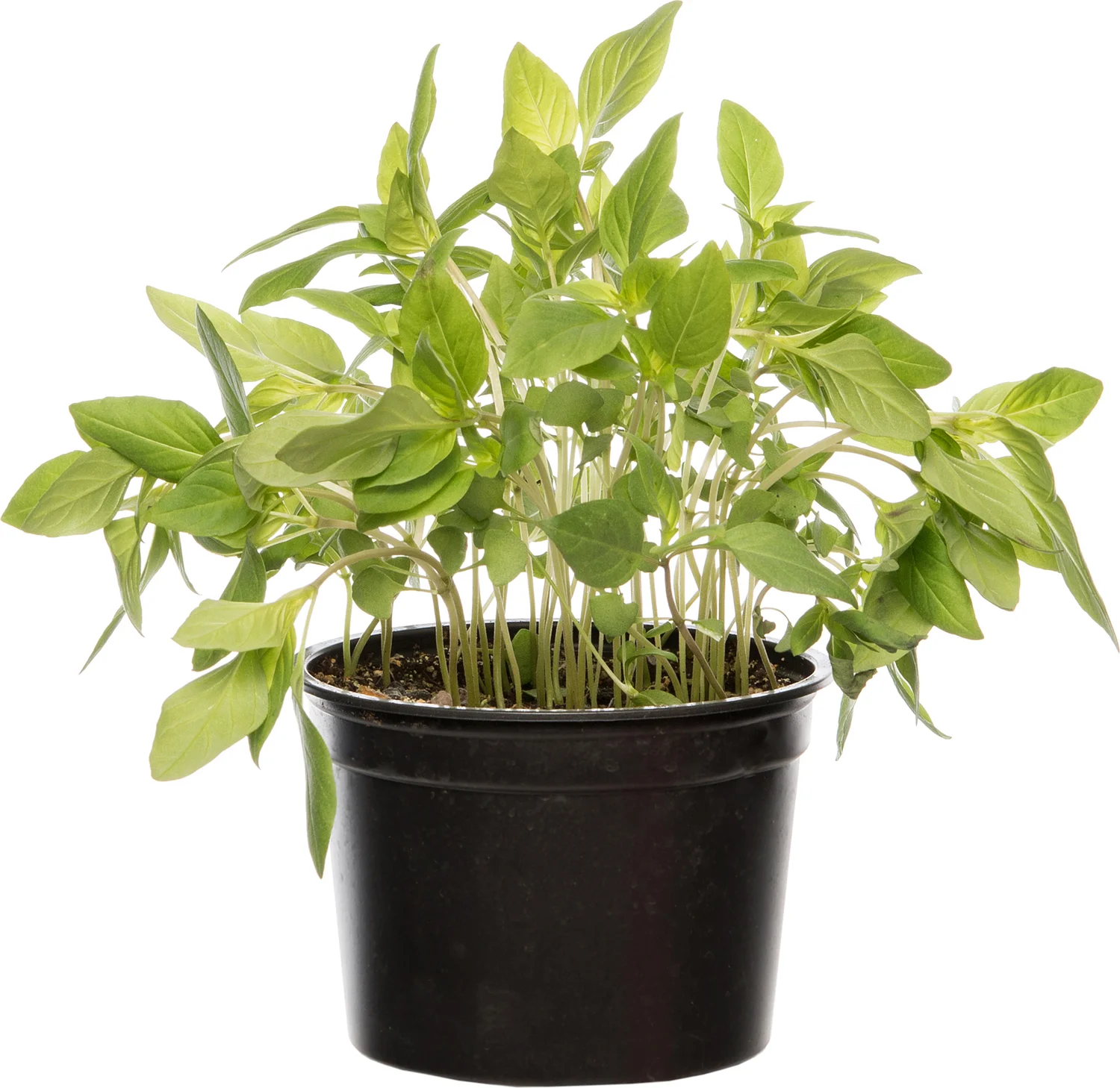 Biologische Thaise basilicum (Ocimum basilicum) D 12 H 15 cm