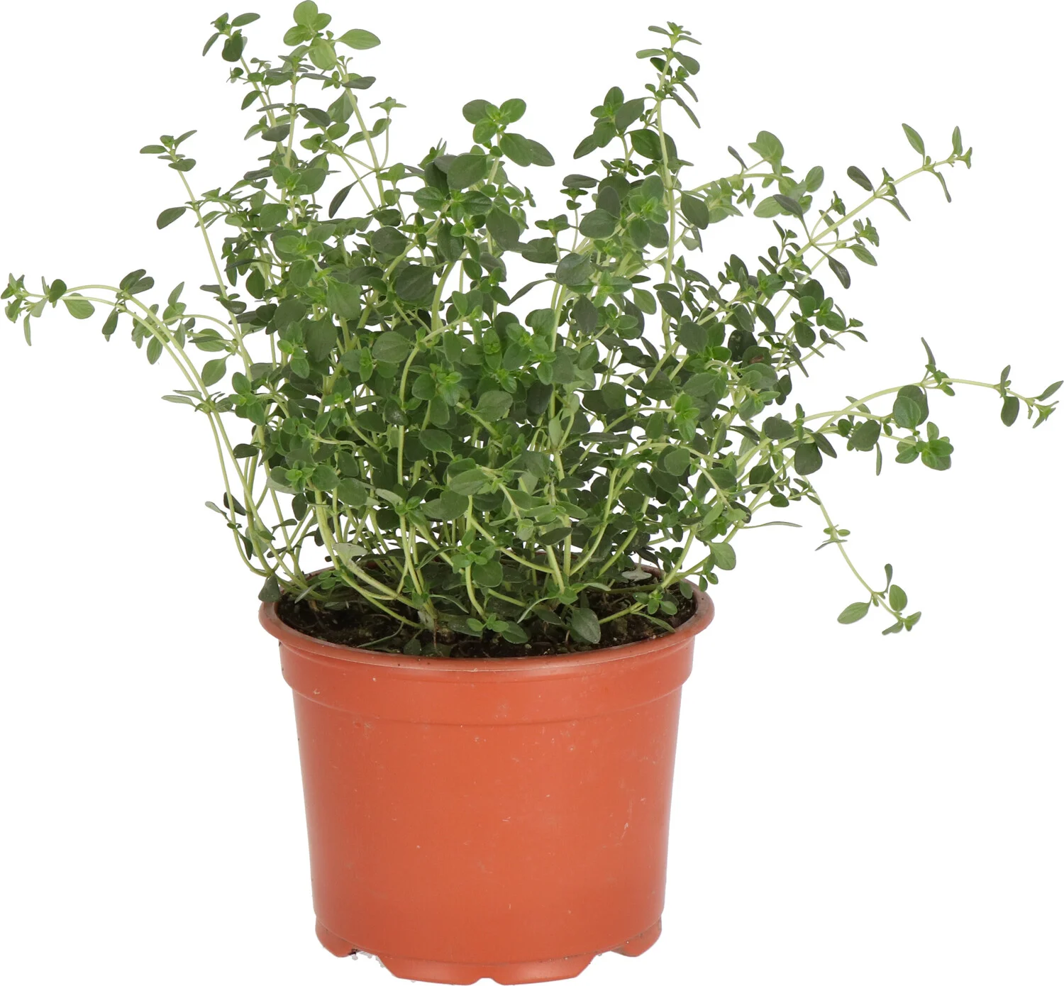 Biologische Citroentijm (Thymus citriodorus) D 12 H 15 cm