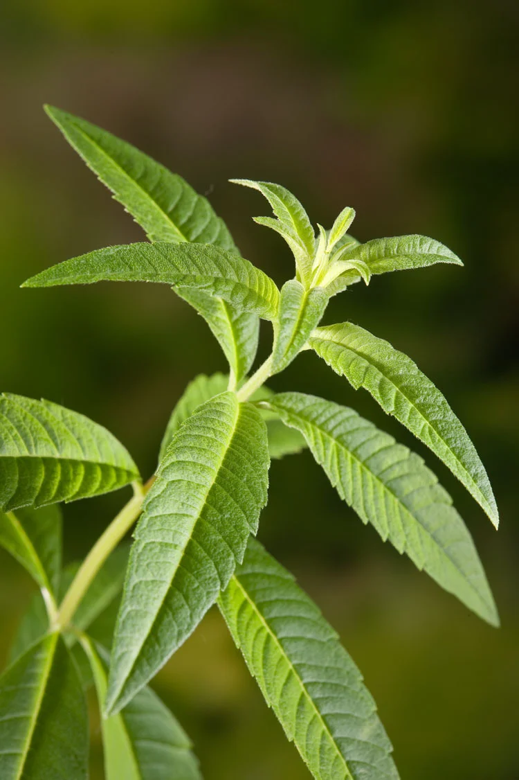 Biologische Citroenverbena (Aloysia triphylla) D 12 H 15 cm