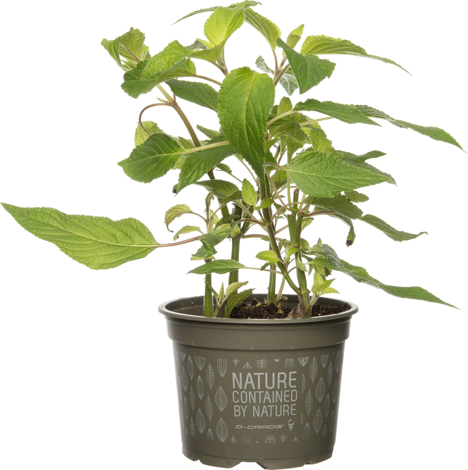 Biologische ananassalie (Salvia officinalis 'Ananas') D 12 H 20 cm