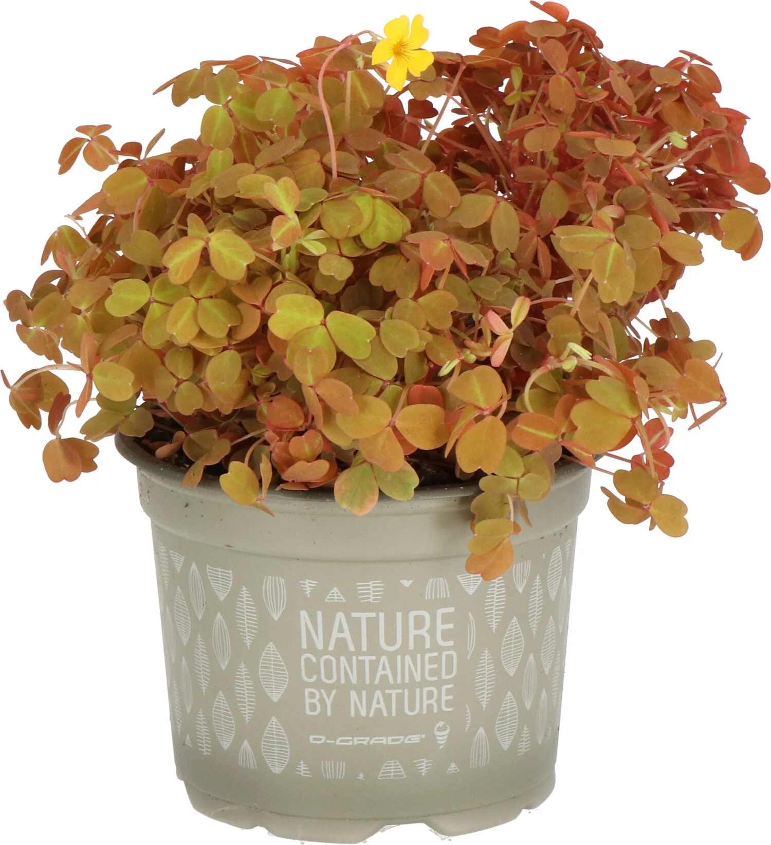 Biologische Klaver zuring (Oxalis corniculata) D 12 H 15 cm