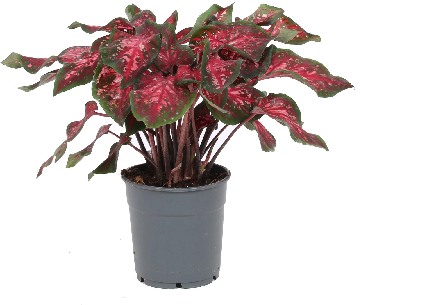 Caladium (Caladium 'Bicolor') gemengd D 6 H 15 cm
