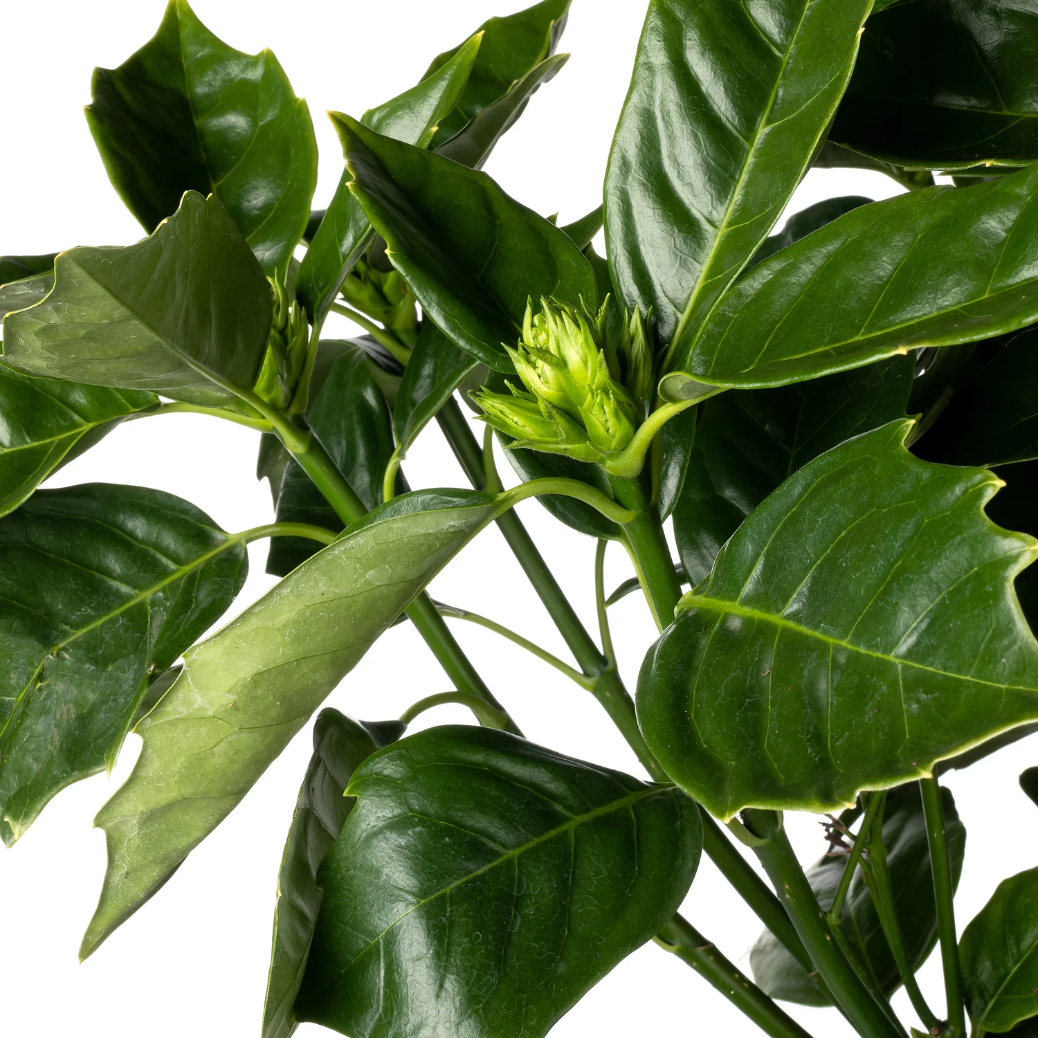 Broodboom (Aucuba japonica 'Rozanie') D 26 H 60 cm
