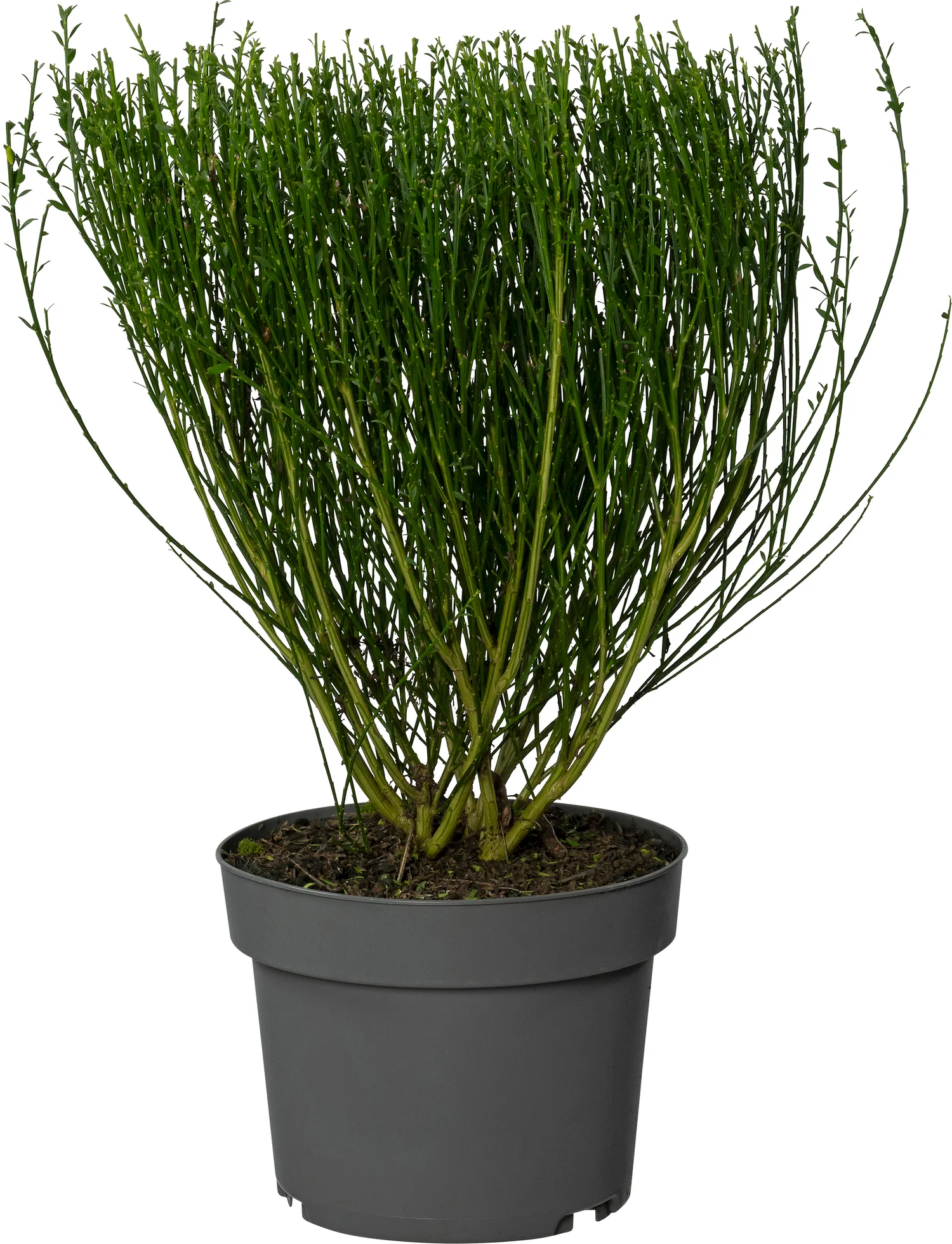 Brem (Cytisus 'Golden Sunlight') D 21 H 65 cm