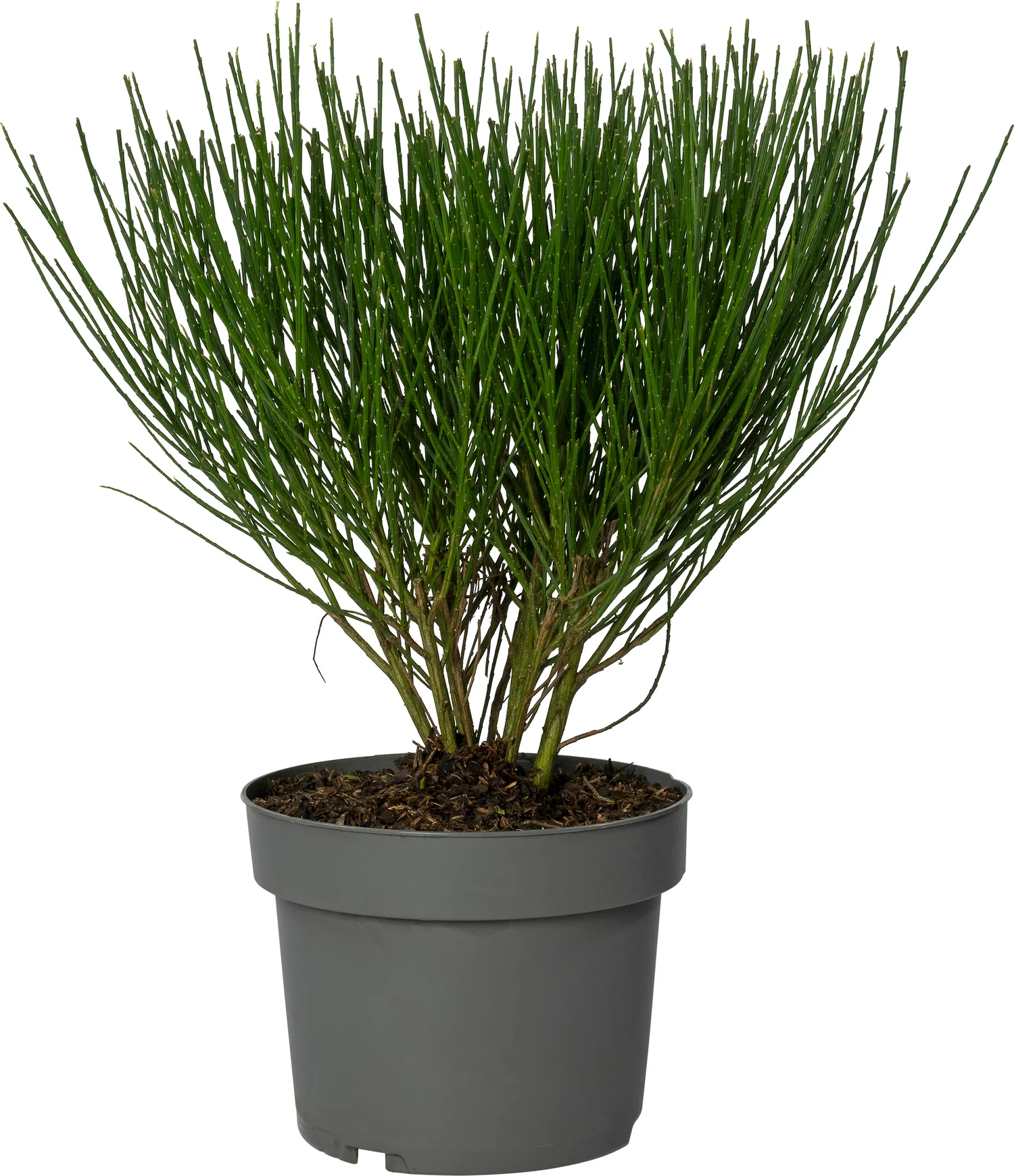 Brem (Cytisus 'Lena') D 21 H 65 cm