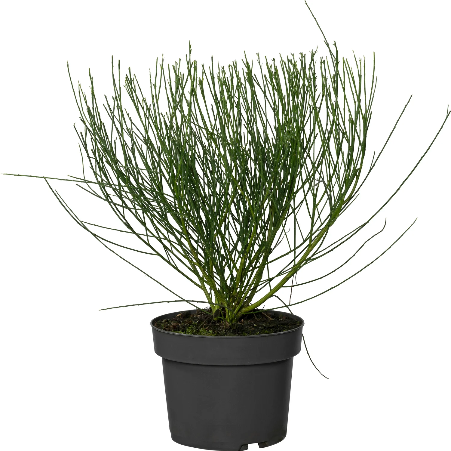 Brem (Cytisus 'Windlesham Ruby') D 21 H 65 cm