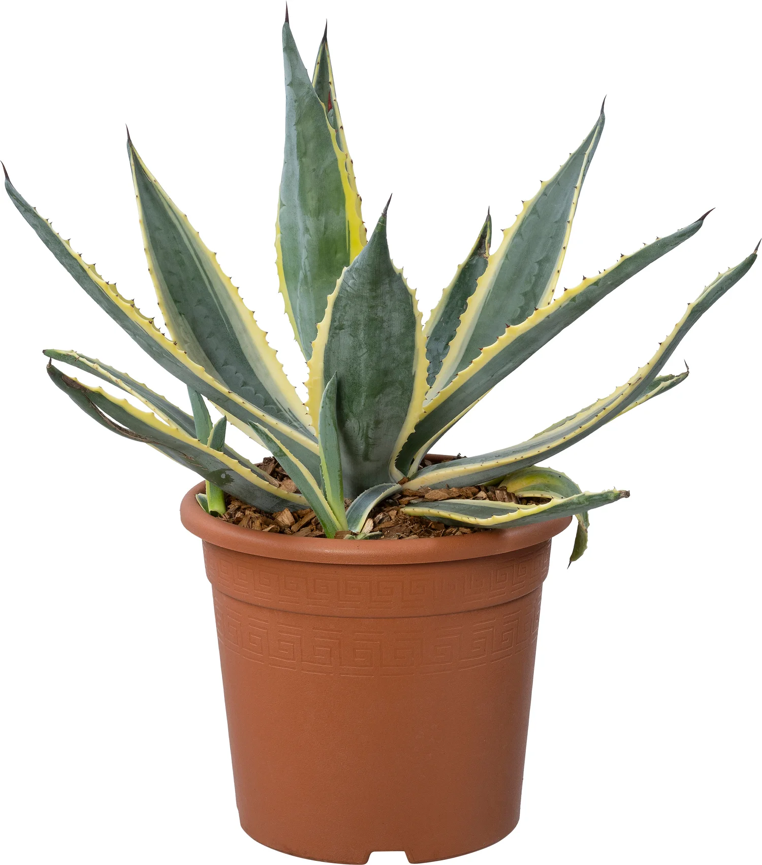 Agave (Agave americana 'Variegata') D 22 H 40 cm