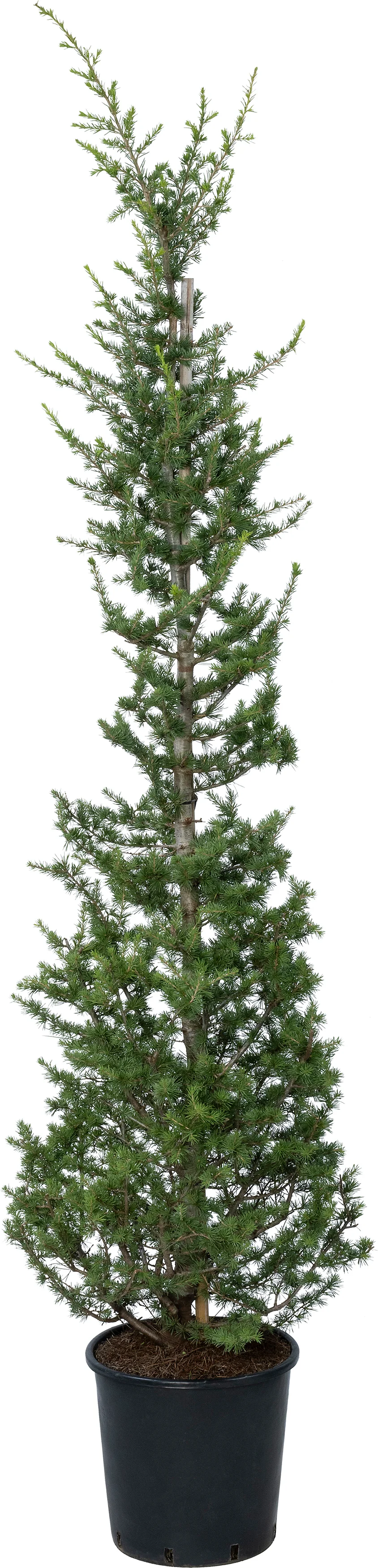 Atlasceder (Cedrus atlantica) D 33 H 150 cm