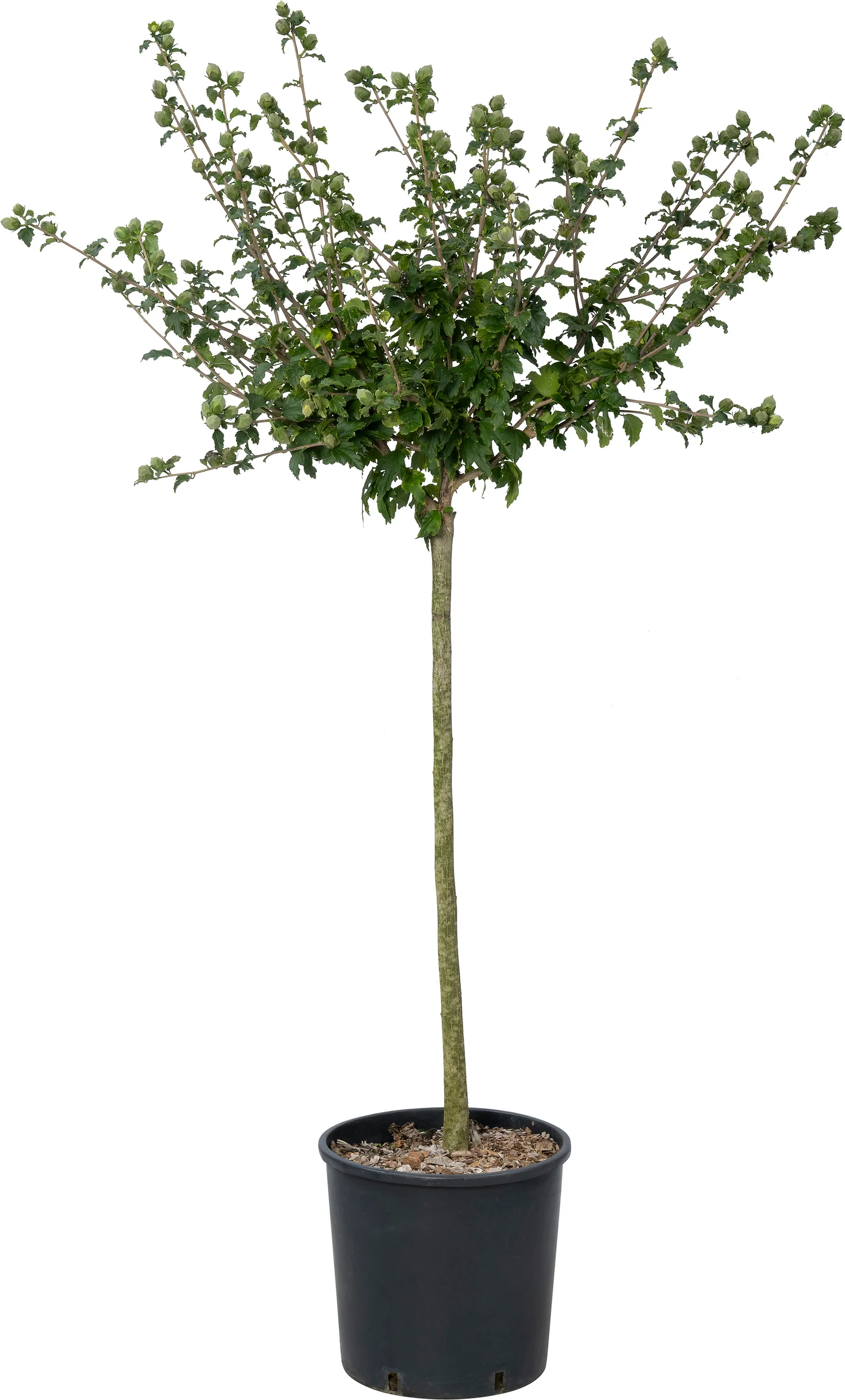 Chinese roos (Hibiscus syriacus 'Blue Bird') D 28 H 100 cm