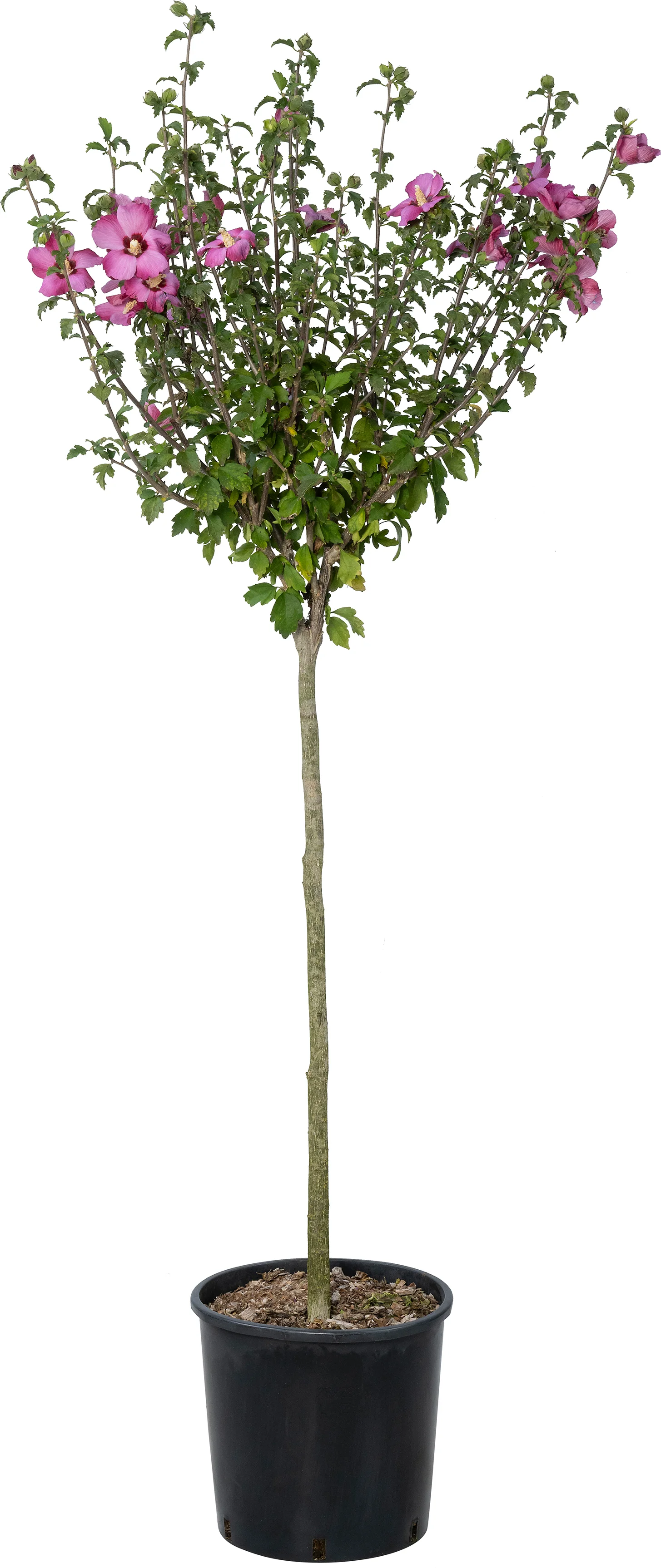 Chinese roos (Hibiscus syriacus 'Woodbridge') D 28 H 100 cm