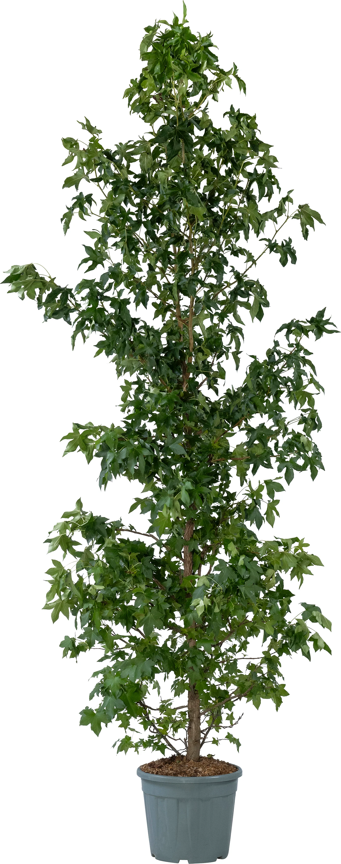 Amberboom (Liquidambar styraciflua) D 30 H 220 cm