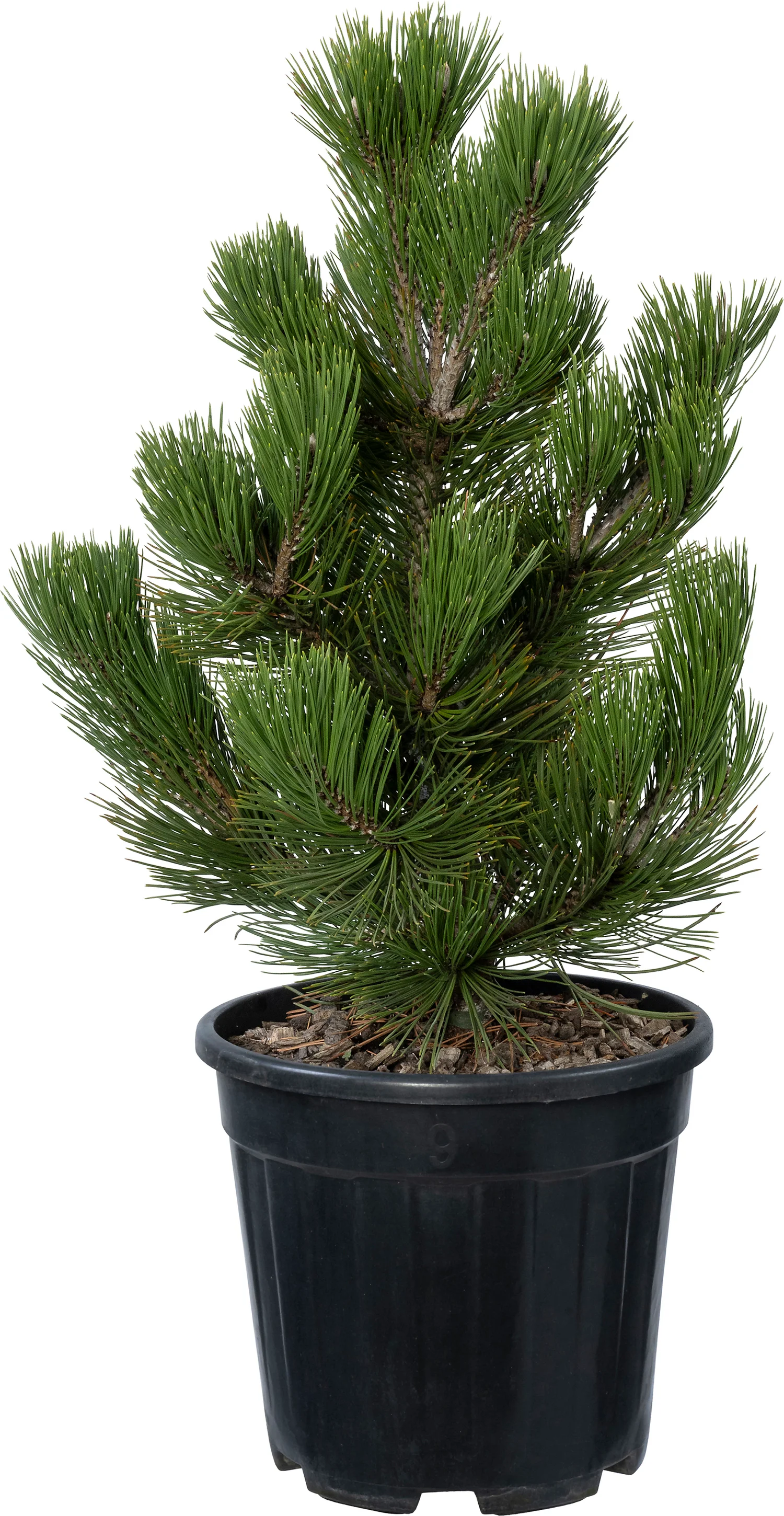 Bosnische den (Pinus leucodermis 'Compact Gem') D 26 H 40 cm