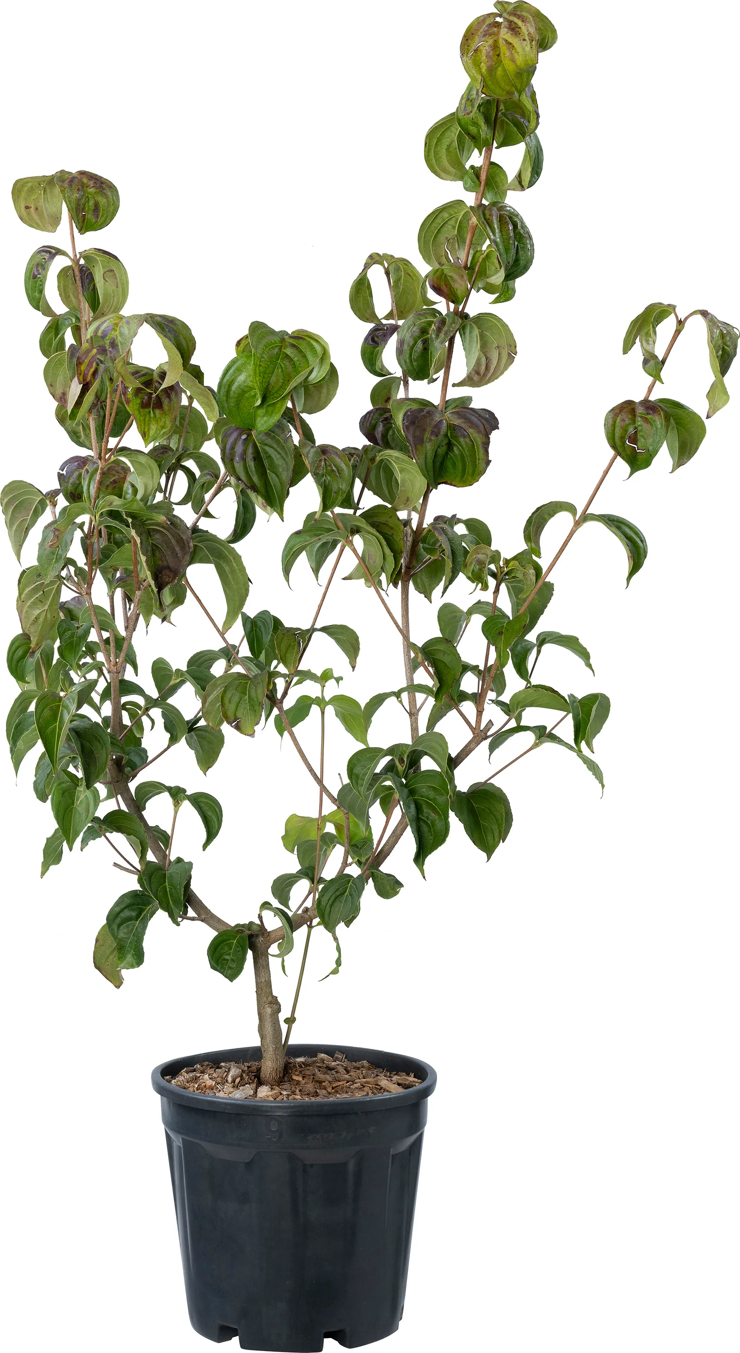 Amerikaanse kornoelje (Cornus florida 'Rubra') D 24 H 100 cm