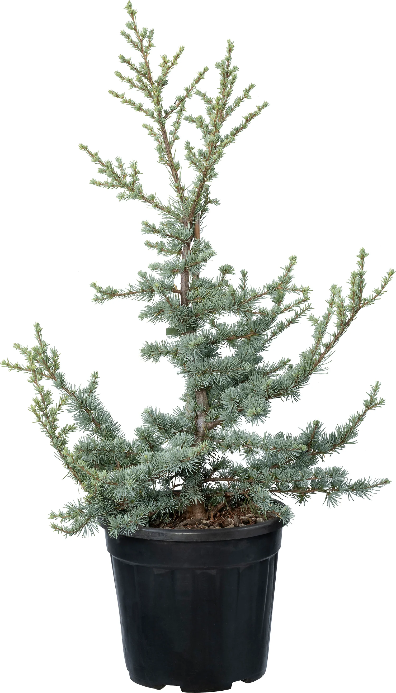 Atlasceder (Cedrus atlantica 'Silberspitze') D 26 H 50 cm