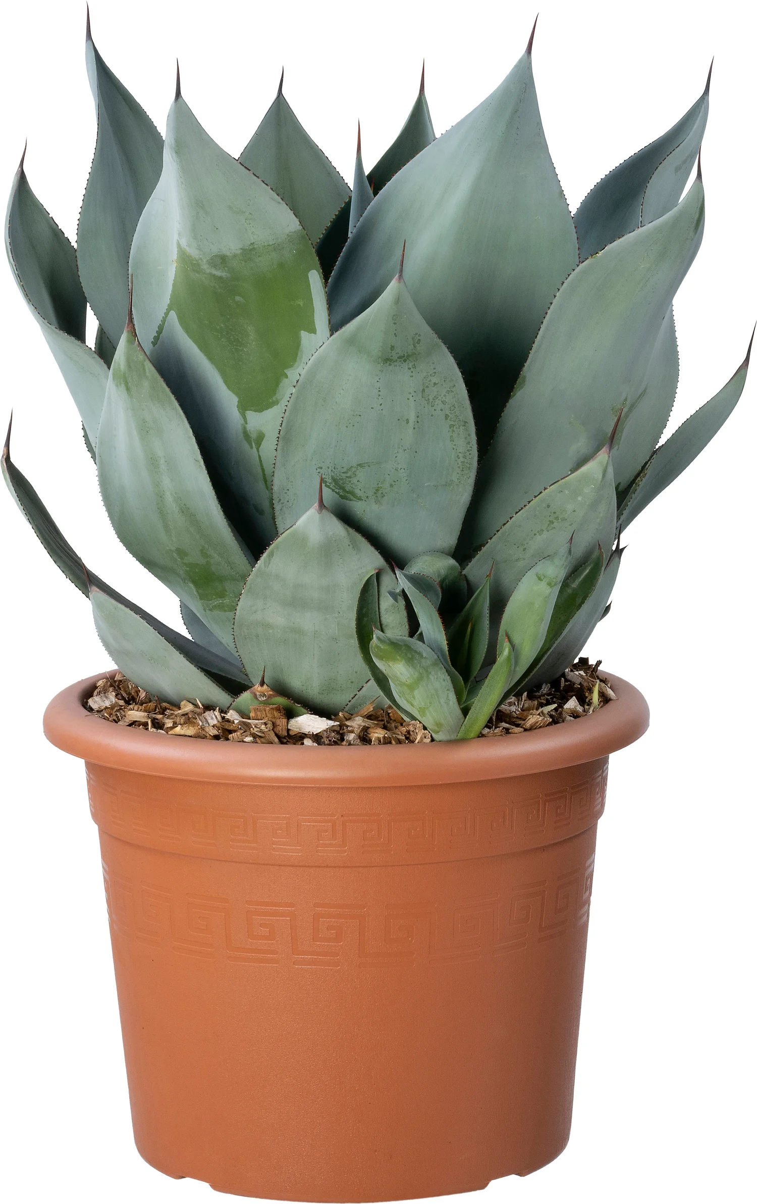 Agave (Agave celsii 'Nova') D 26 H 40 cm