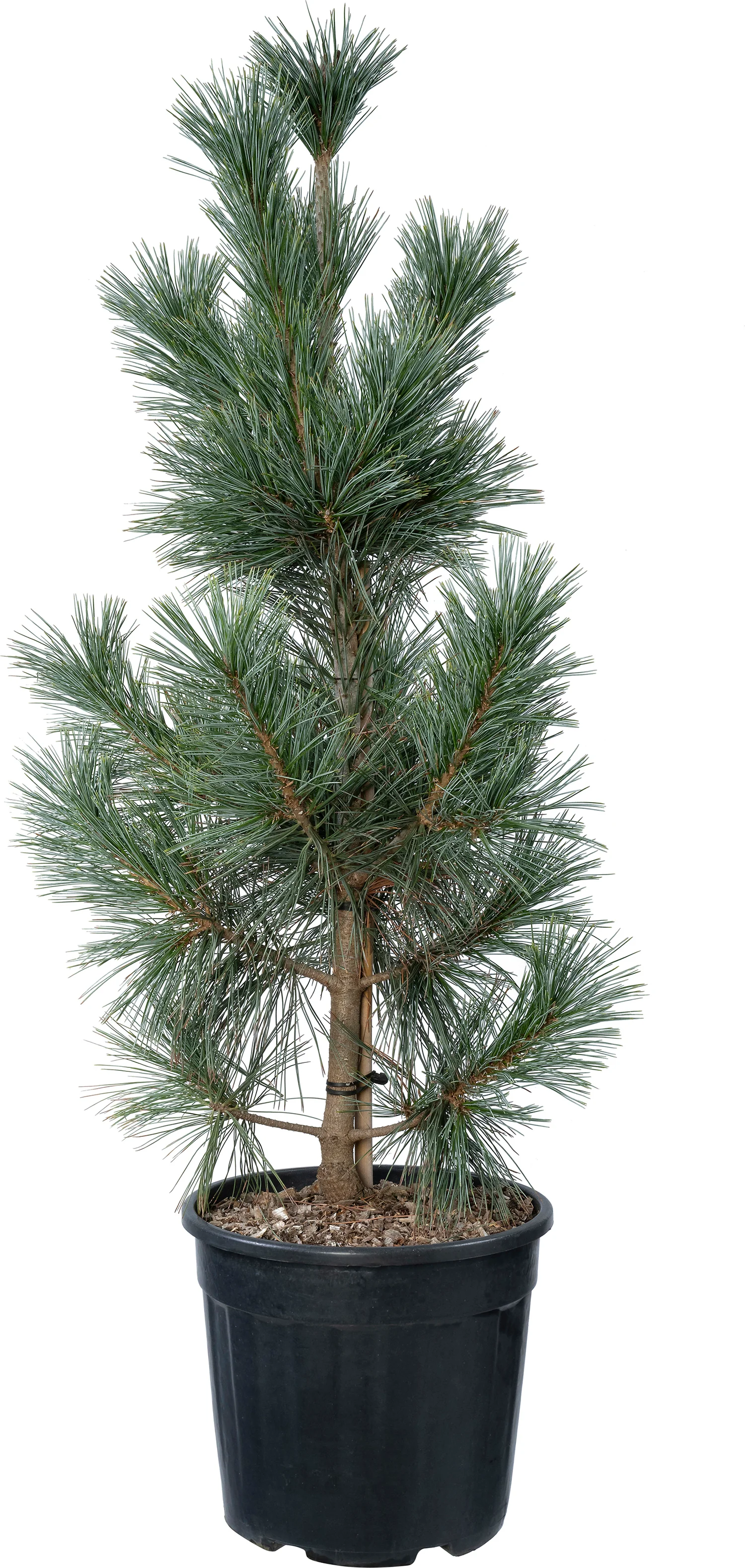 Amerikaanse pijnboom (Pinus flexilis 'Vanderwolfs Pyramid') D 30 H 100 cm