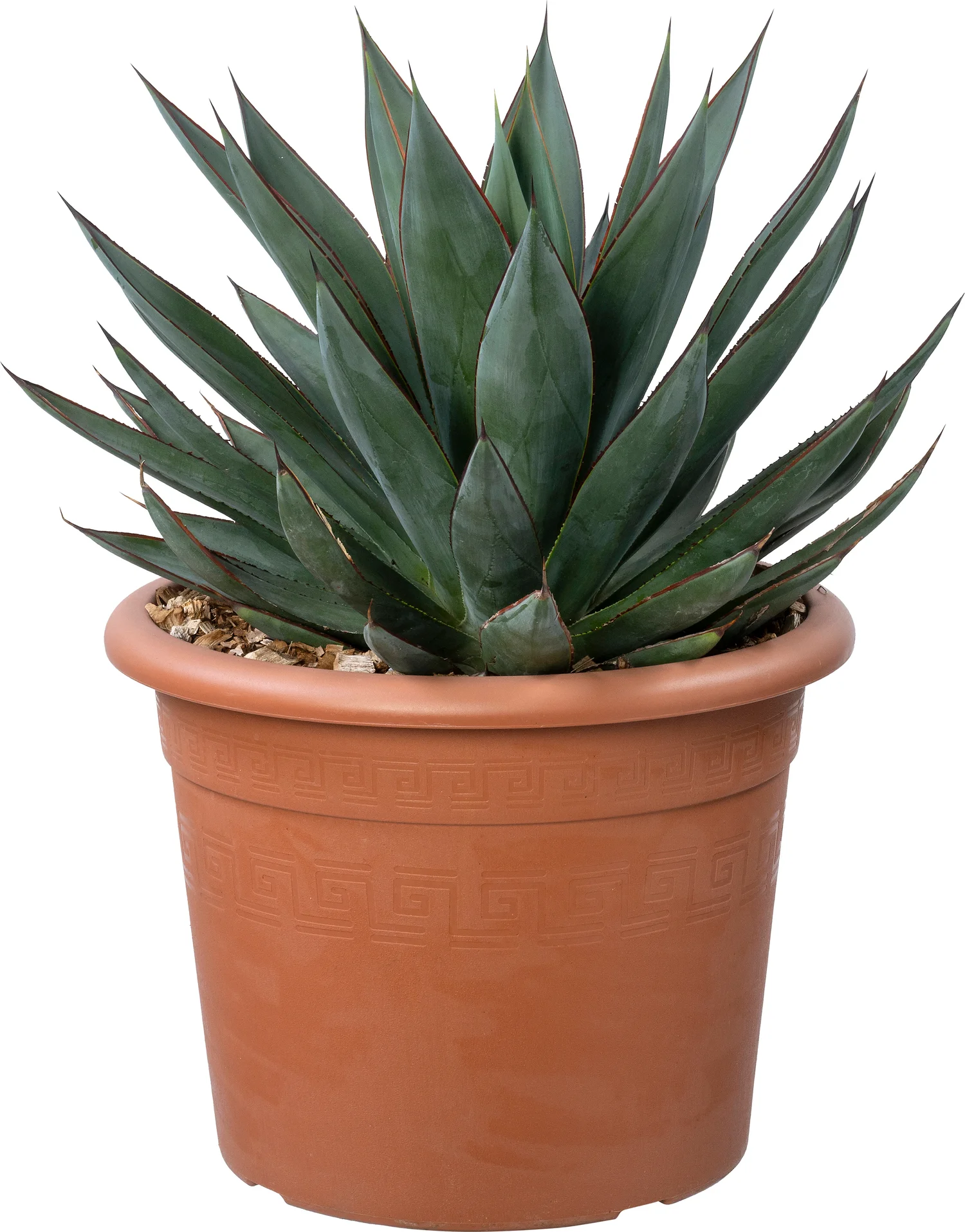 Agave (Agave 'Blue Glow') D 26 H 40 cm