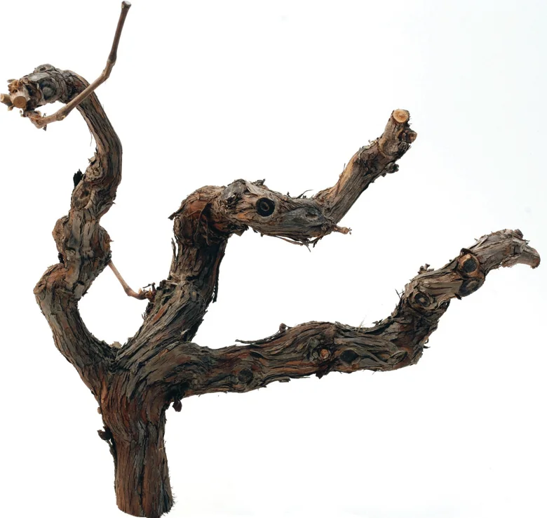 Decoratie tak Nathan naturel 35 cm