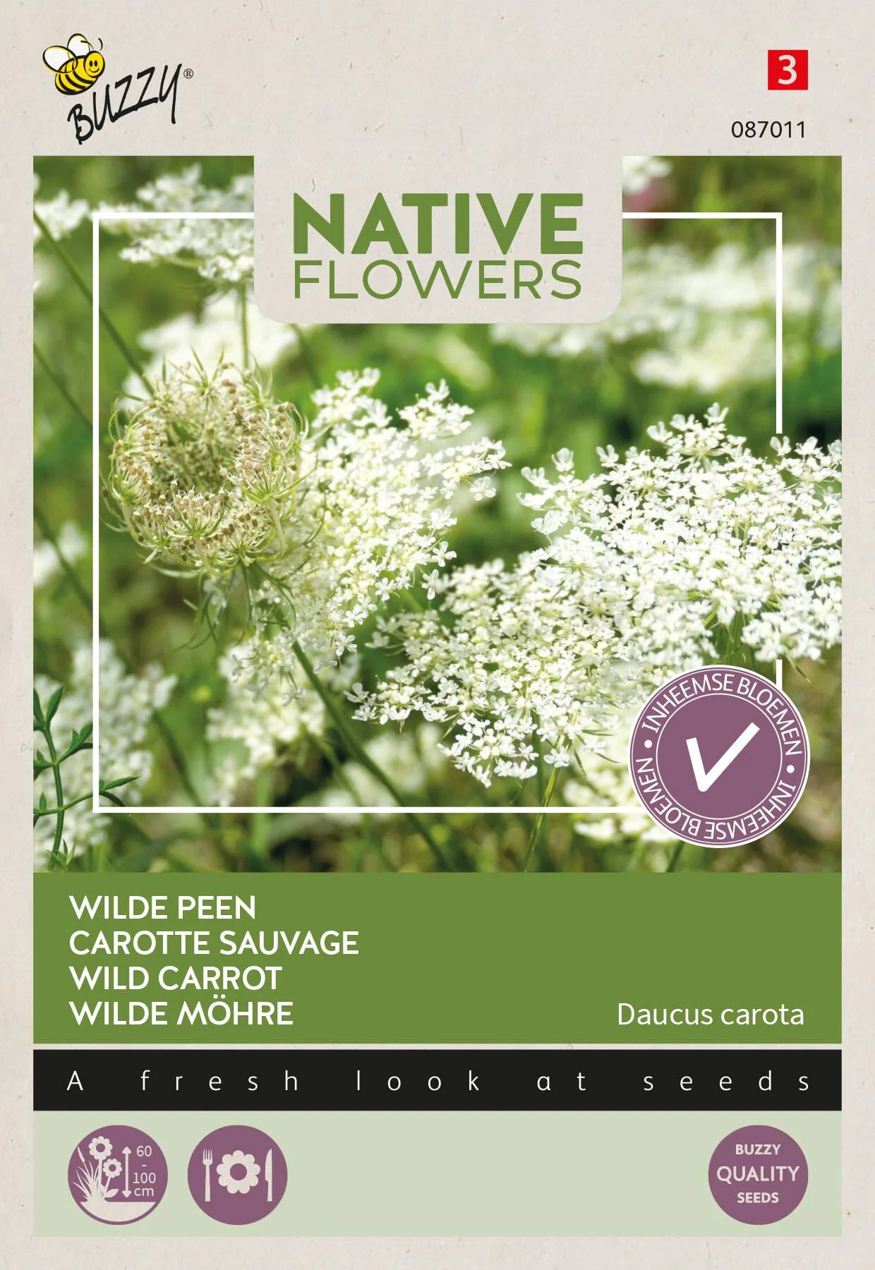 Buzzy bloemenzaad wilde peen (Daucus carota)