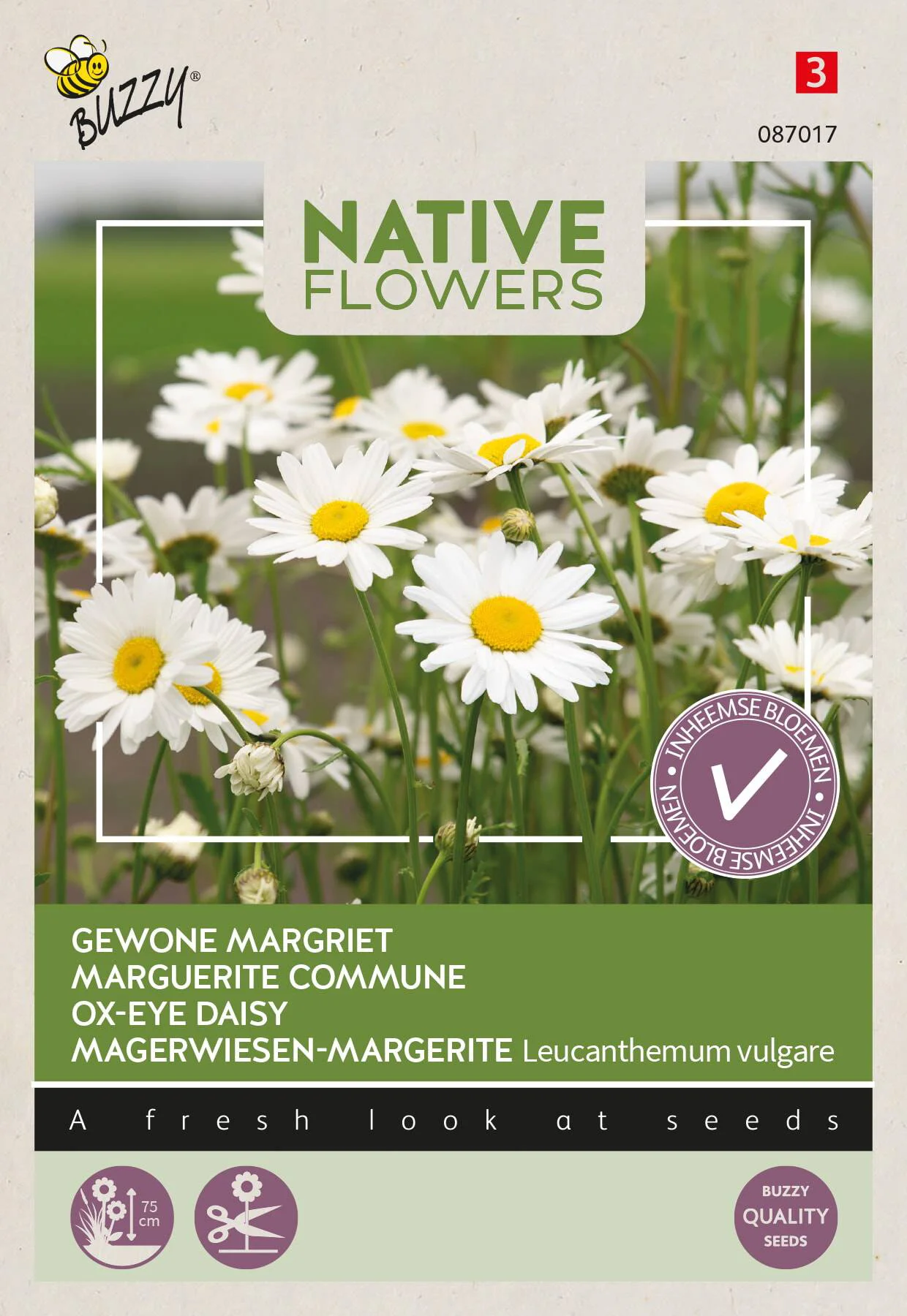 Buzzy bloemenzaad margriet (Leucanthemum vulgare)