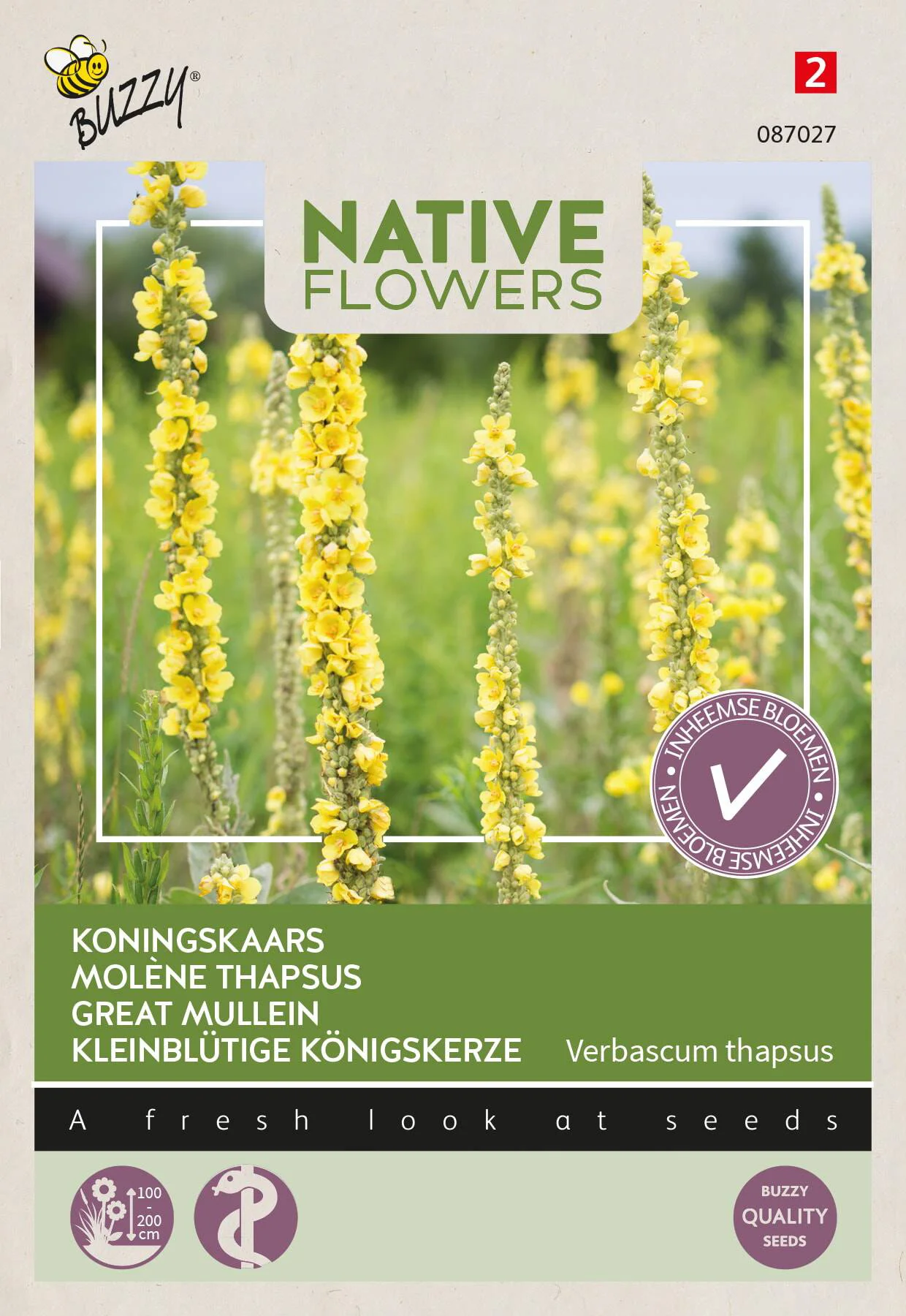Buzzy bloemenzaad koningskaars (Verbascum thapsus)