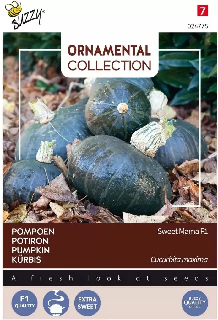 Buzzy® Ornamental groentezaad Pompoen (Cucurbita 'Sweet Mama' F1)