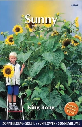 Buzzy bloemenzaad Zonnebloem (Helianthus annuum 'KingKong')