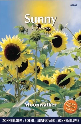 Buzzy bloemenzaad Zonnebloem (Helianthus annuum 'Moonwalker')