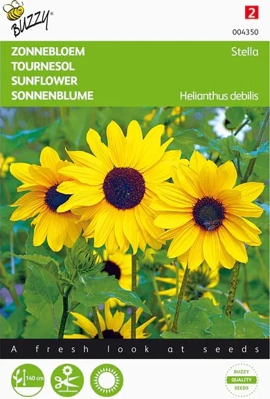 Buzzy bloemenzaad Zonnebloem (Helianthus debilis 'Stella')