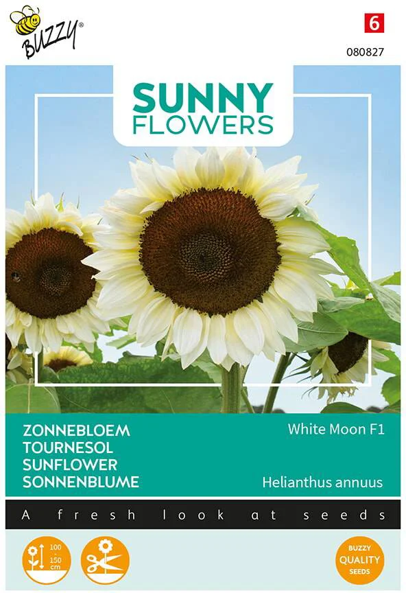 Buzzy seeds sunny flowers bloemenzaad zonnebloem (Helianthus annuus 'White Moon f1')