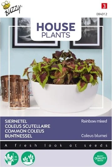 Buzzy House Plants kamerplantenzaad Siernetel (Coleus rainbow) gemengd