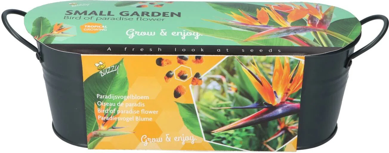 Buzzy bloemenzaad kweekset in teil Paradijsvogelbloem (Strelitzia)
