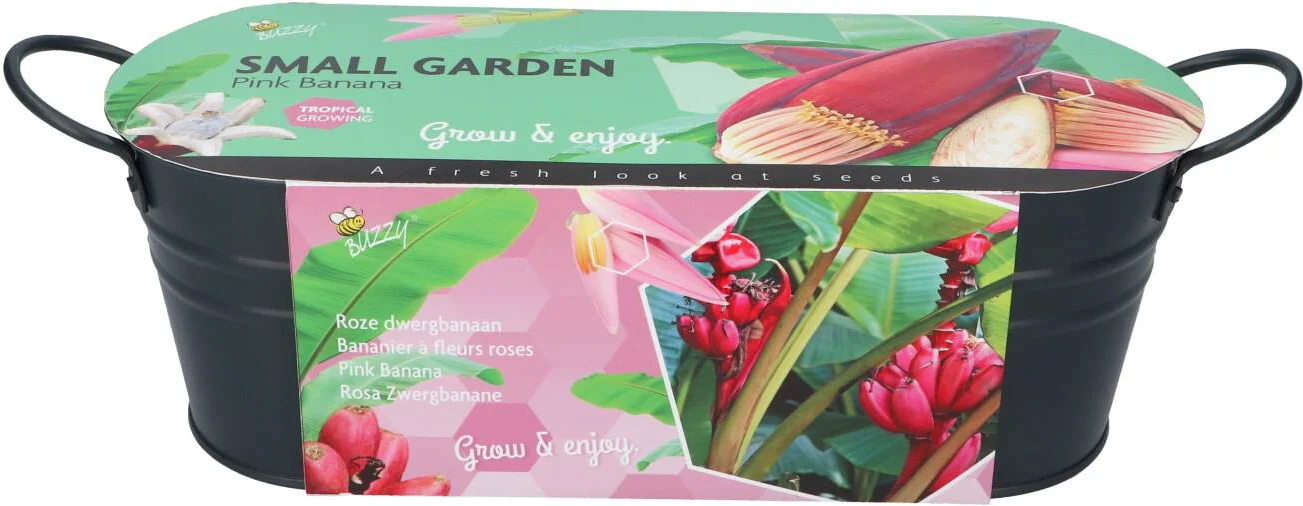 Buzzy bloemenzaad kweekset in teil Roze Banaan (Musa)