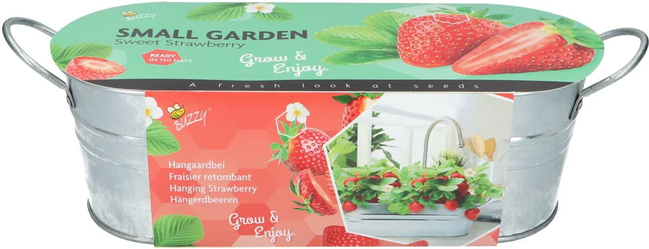Buzzy fruitzaad kweekset in teil Zoete Aardbei (Fragaria)