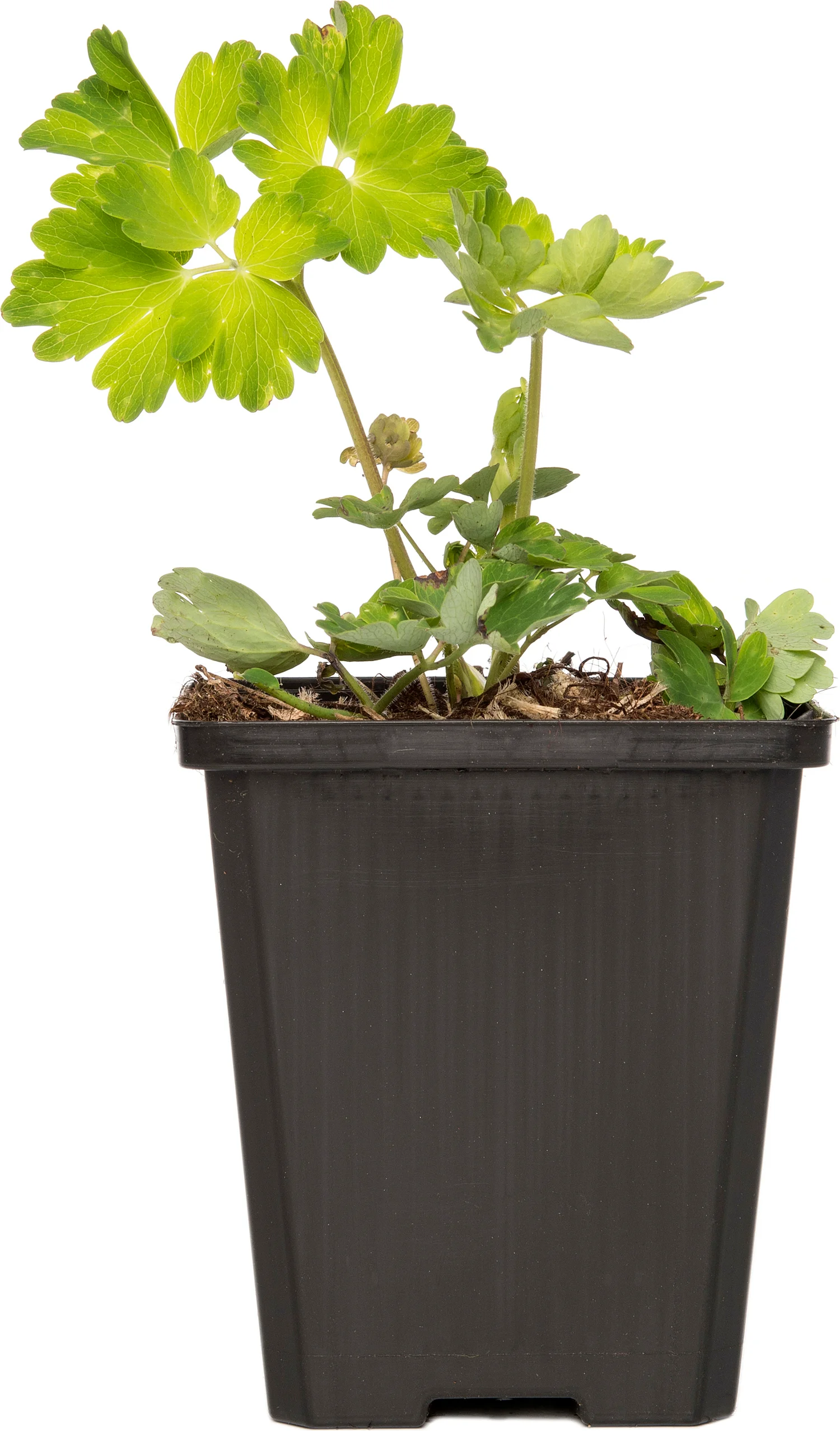 Akelei (Aquilegia 'Biedermeier') D 9 H 15 cm