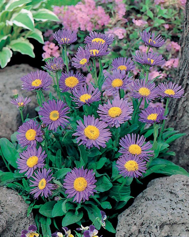 Alpenaster (Aster alpinus 'Dunkle Schöne') D 9 H 15 cm