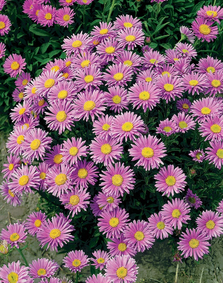 Alpenaster (Aster alpinus 'Happy End') D 9 H 15 cm