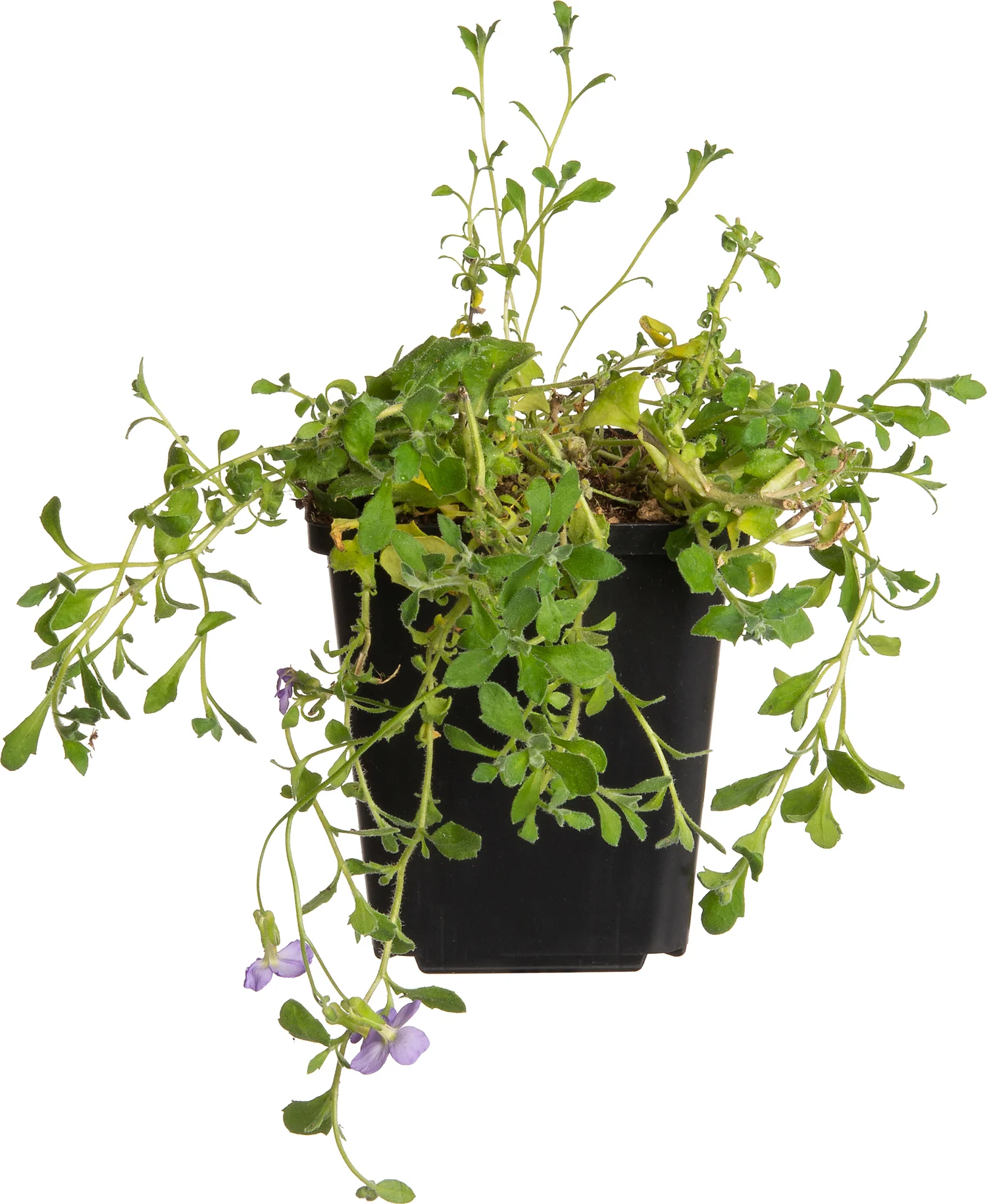 Blauwkussen (Aubrieta 'Cascade Blue') D 9 H 10 cm