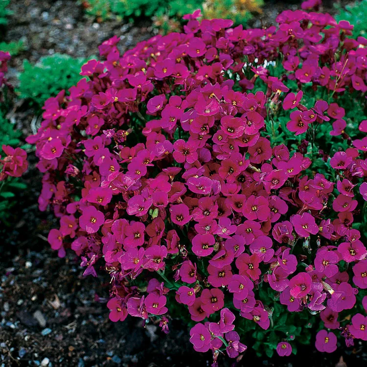 Blauwkussen (Aubrieta 'Cascade Red') D 9 H 10 cm