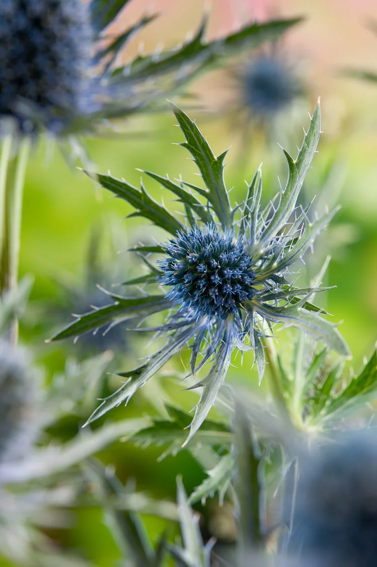 Blauwe Distel (Eryngium planum) D 9 H 10 cm